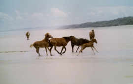 wild horses image